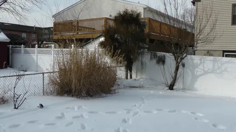 The other corner of the backyard, across from the shed.