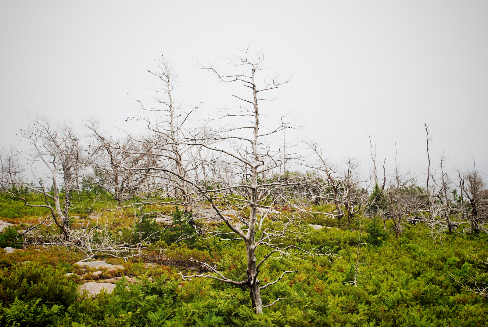 The Jack Pine trail