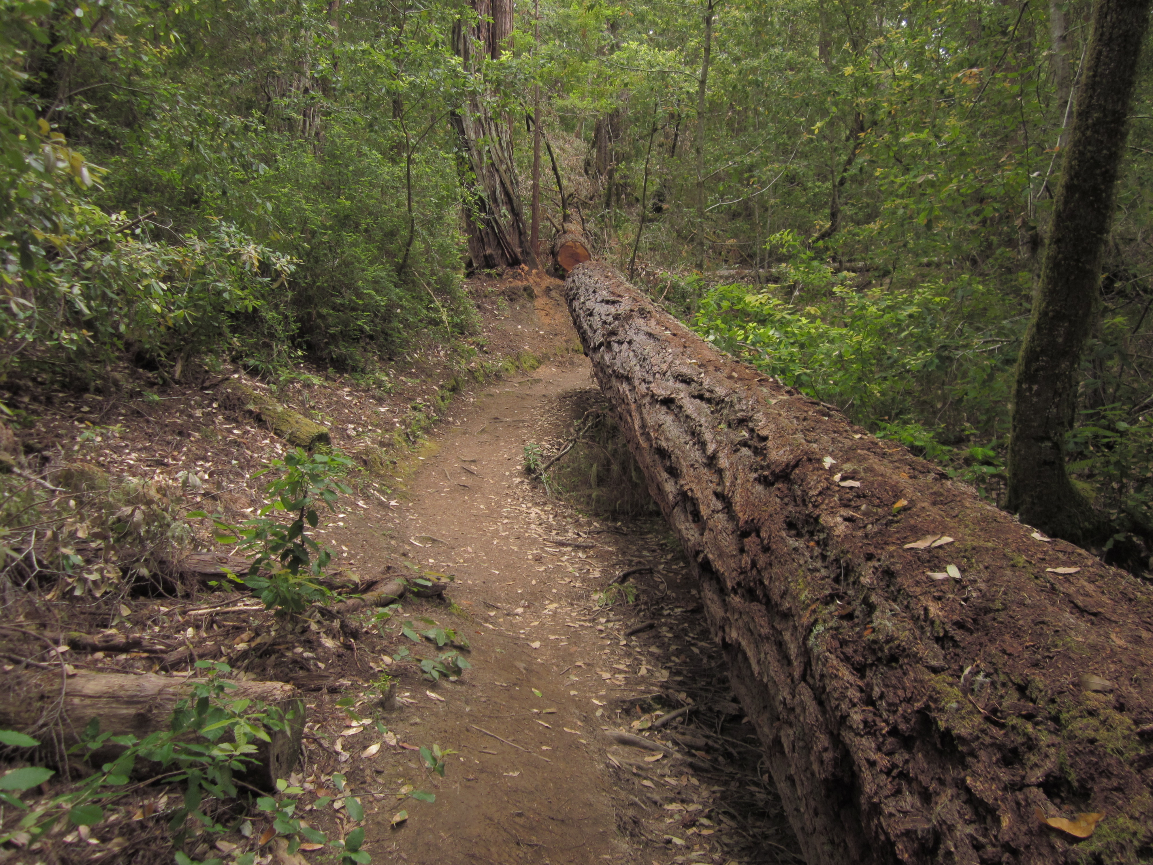 Skyline to the Sea trail