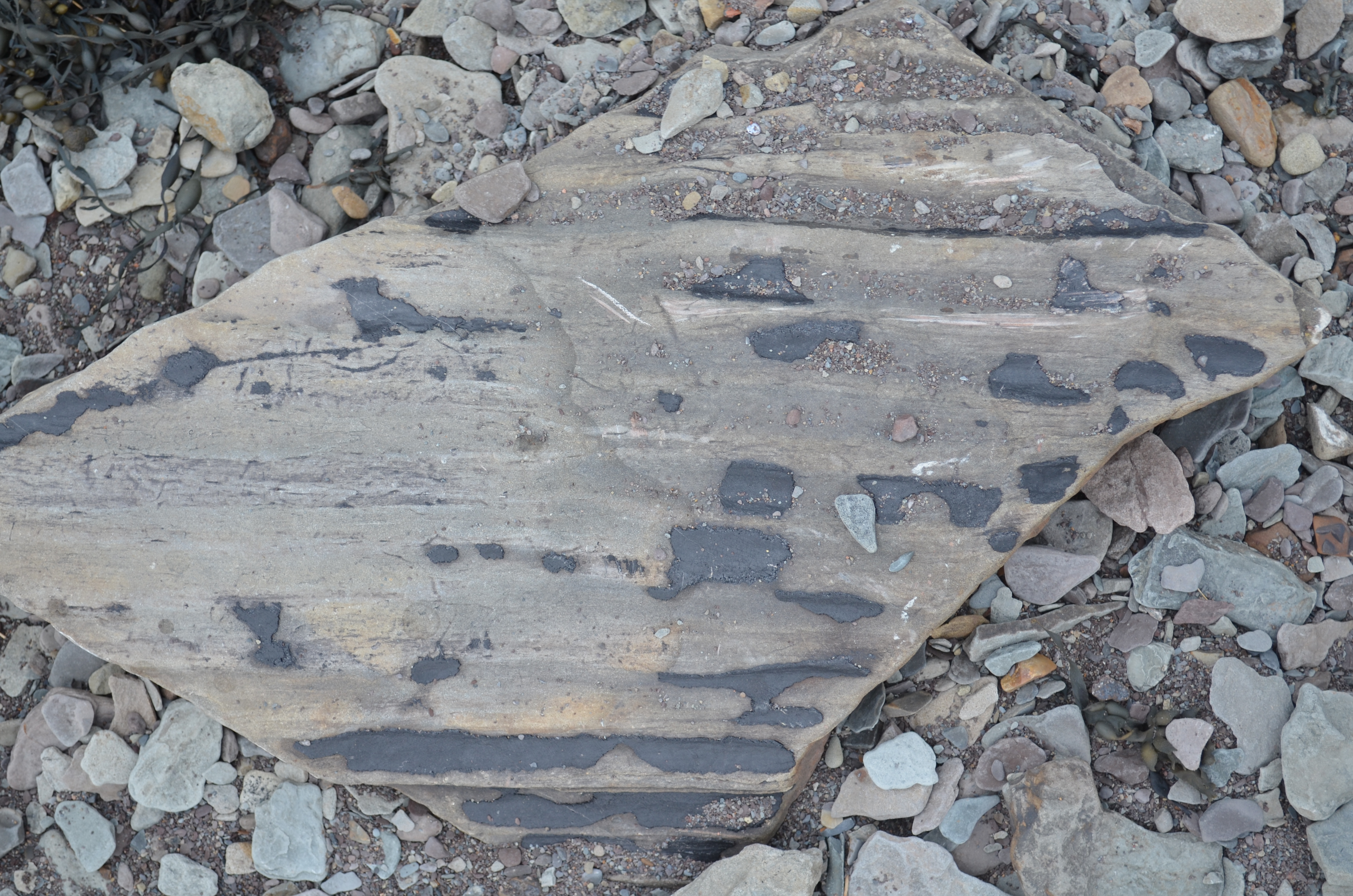 Joggins Fossil Cliffs — photograph or map 4