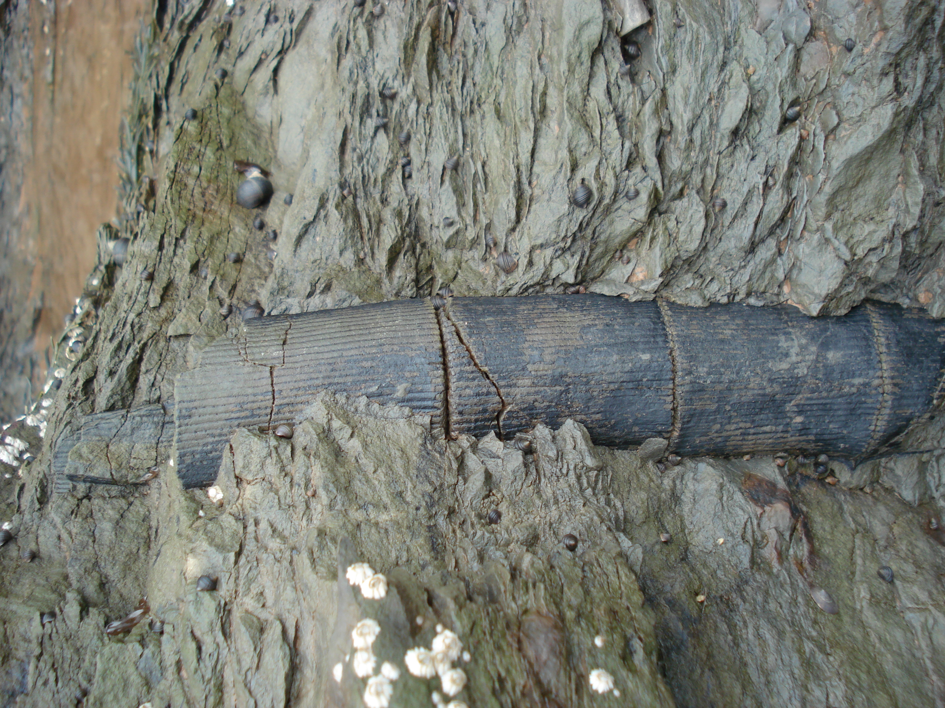Joggins Fossil Cliffs — photograph or map 5